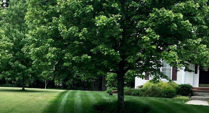 july-summertime-cool-season-lawn