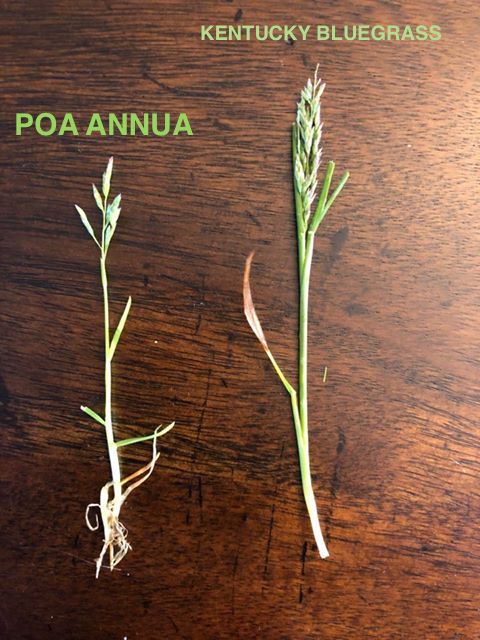 Poa Annua and Kentucky Bluegrass Comparison