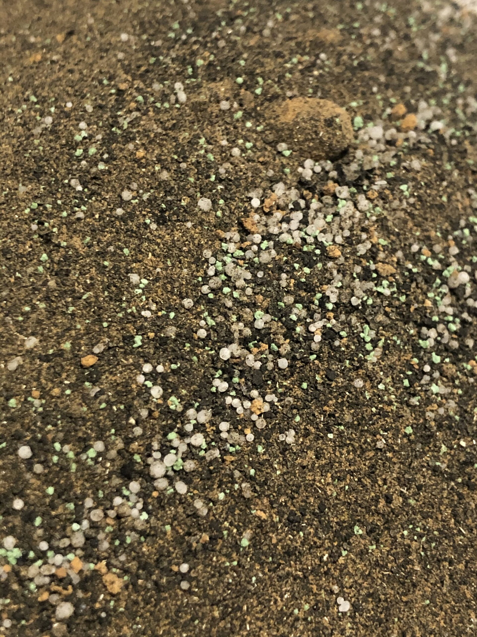 Kelp4less Green Balance