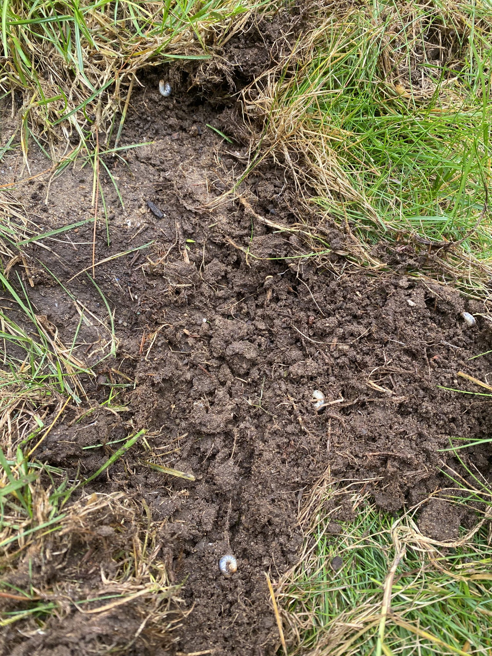 four_visible_grubs_in_lawn