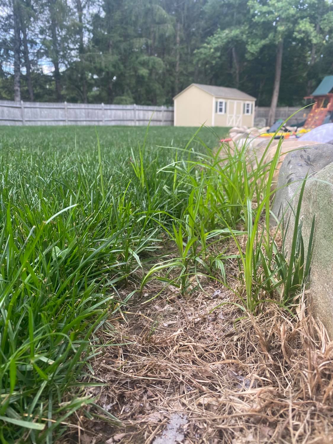 nutsedge-grass-weeds