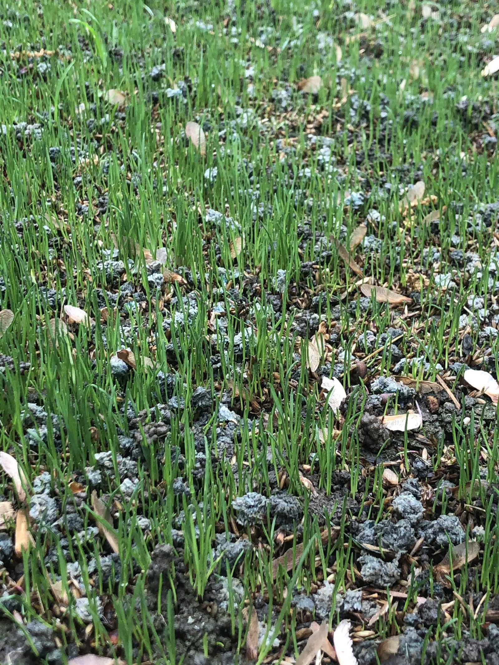 new lawn seedlings germinating