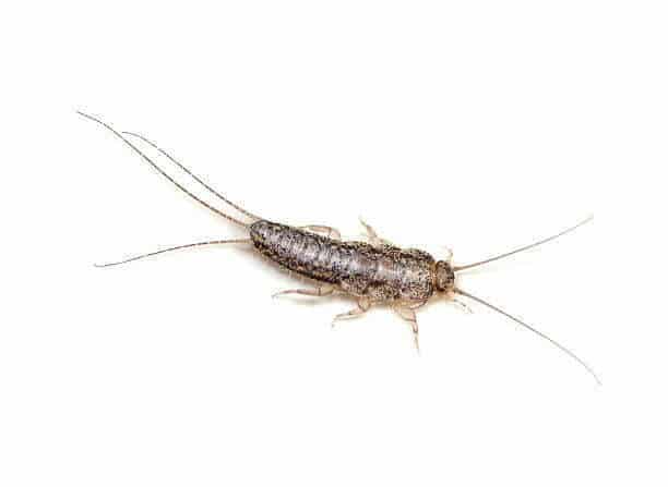 Silverfish (Ctenolepisma lineata)
