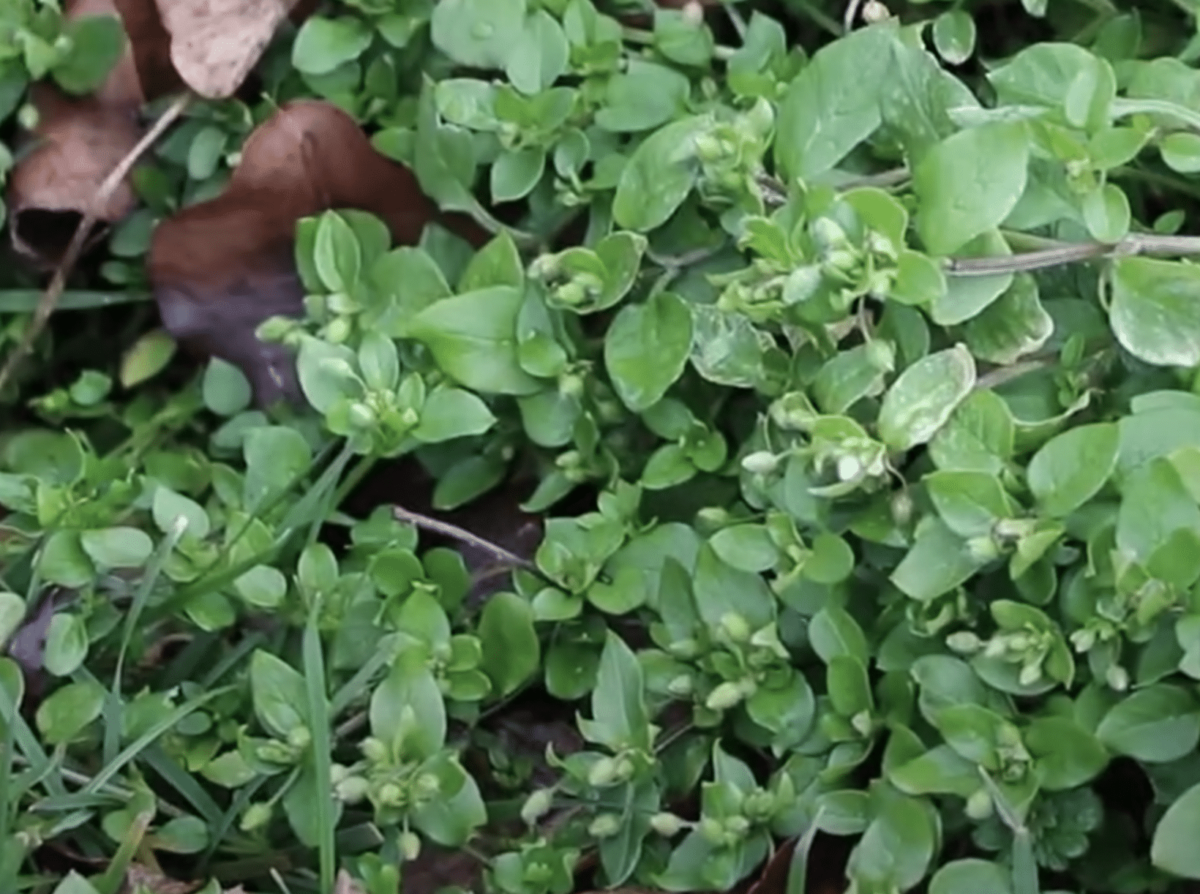 chickweed