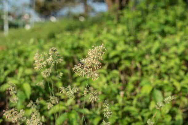 orchardgrass