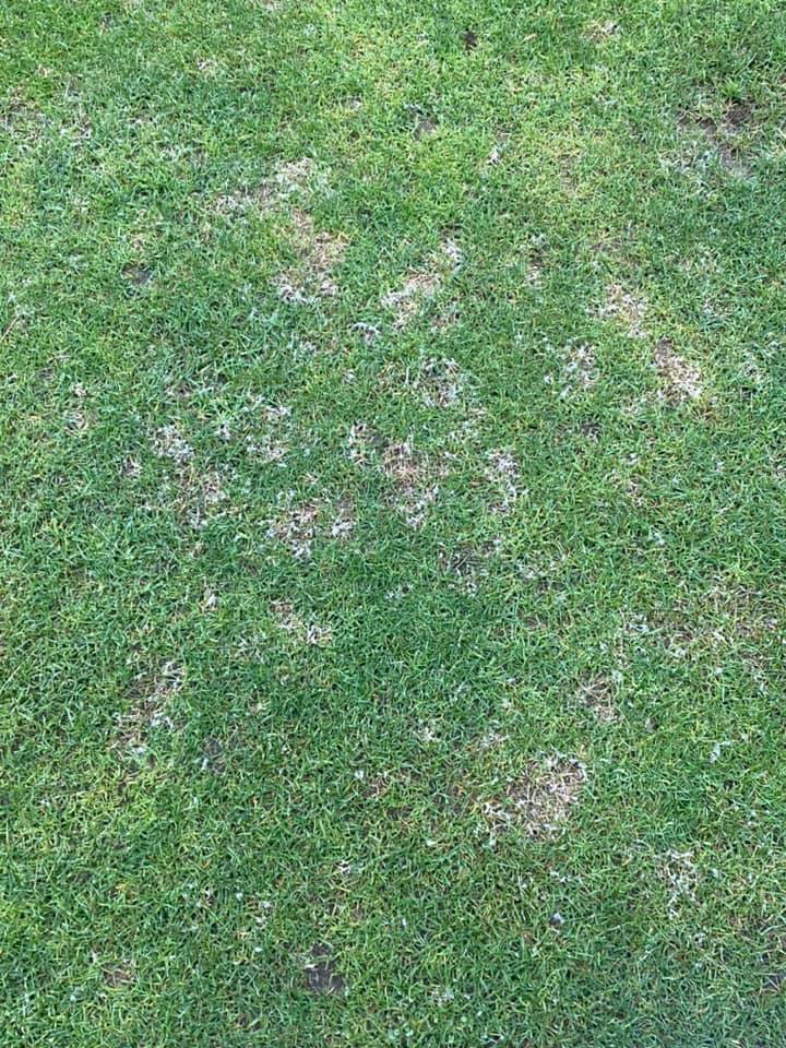 Dollar-Spot-Lawn-Disease