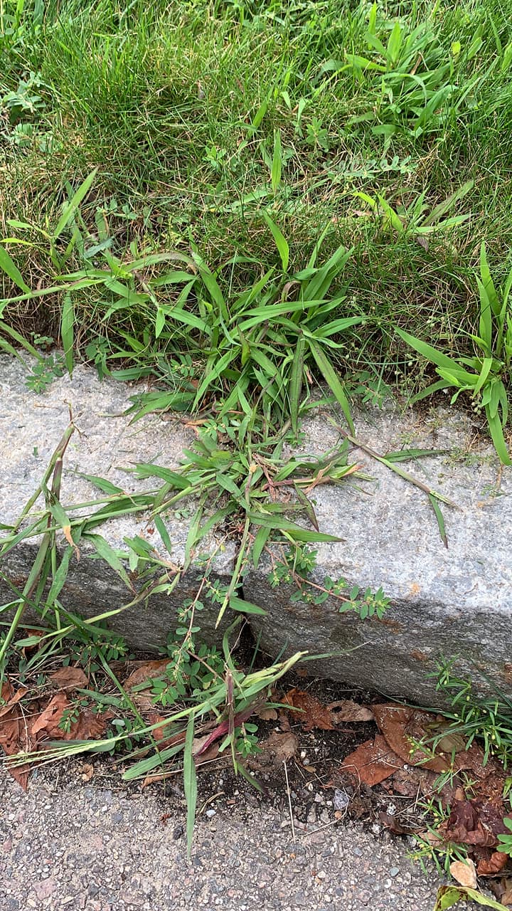 Large-Crabgrass-Spurge