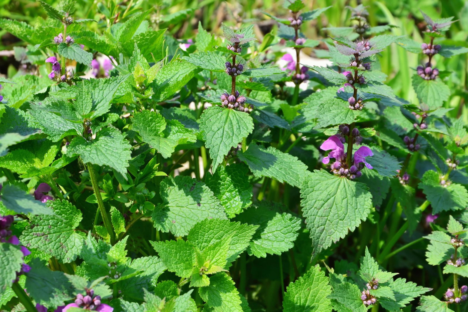 Purple-Deadnettle-min