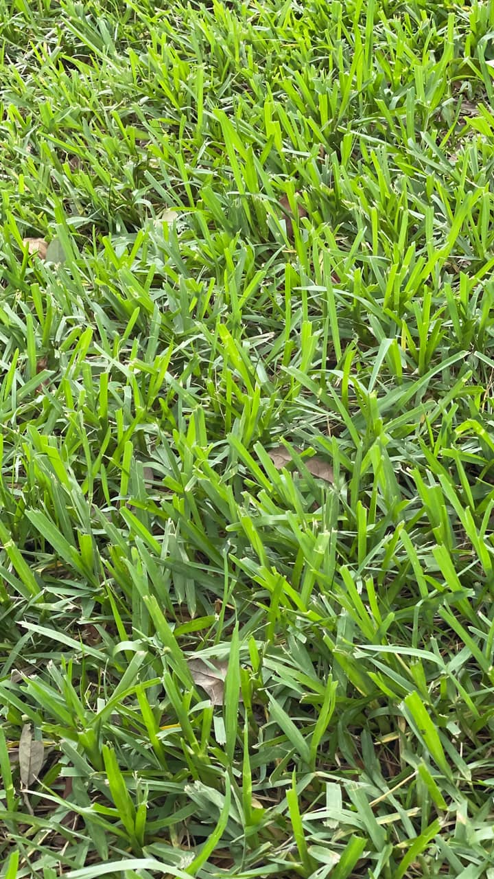 St. Augustine Grass