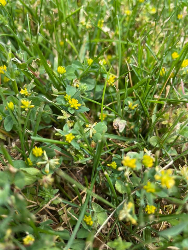 Black Medic close up