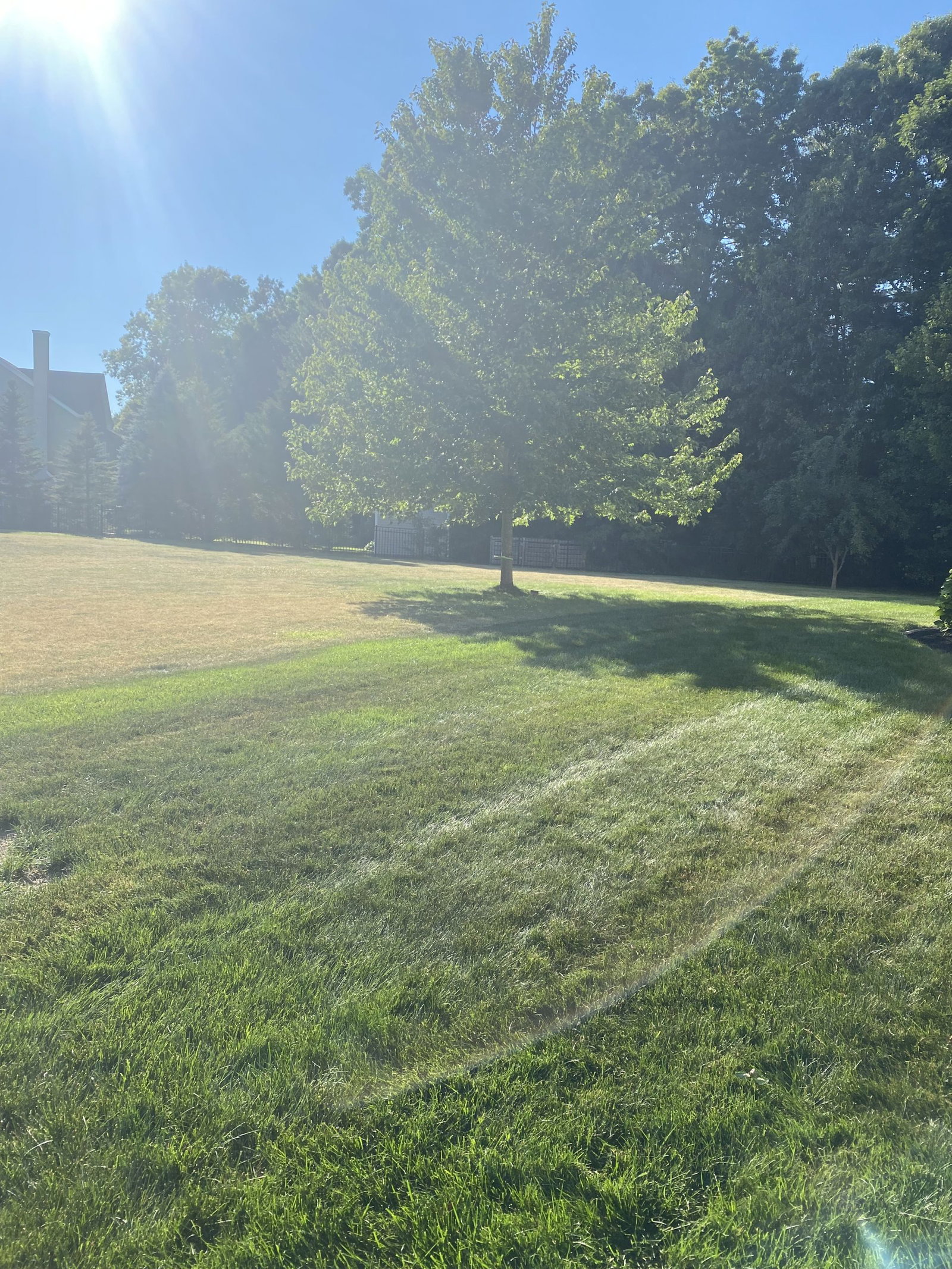 Lawn_turning_blue_and_purple