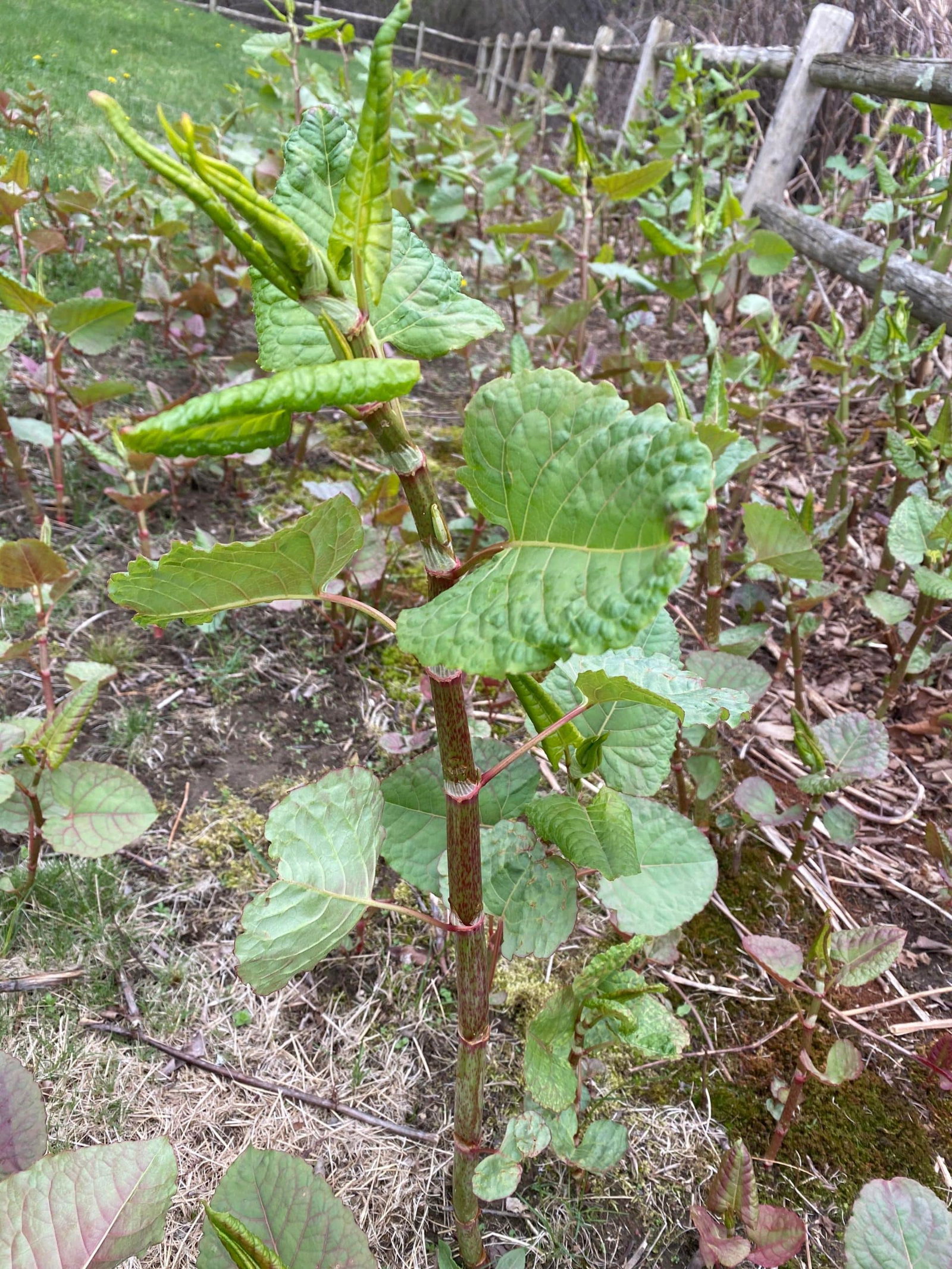 japanese knotweeds lawn phix