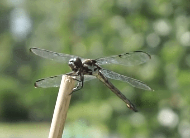 black dragonfly